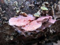 Attēlu rezultāti vaicājumam “Leptoporus mollis”