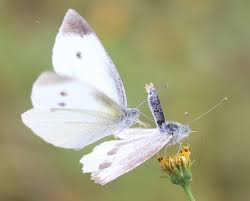 Attēlu rezultāti vaicājumam “Pieris rapae male”