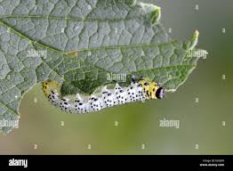 Attēlu rezultāti vaicājumam “Nematus ribesii”