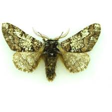 Attēlu rezultāti vaicājumam “Biston strataria”