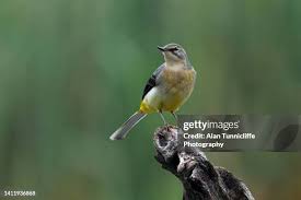 Attēlu rezultāti vaicājumam “Motacilla cinerea”