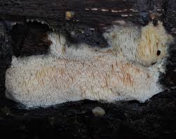 Attēlu rezultāti vaicājumam “Ceriporiopsis aneirina”