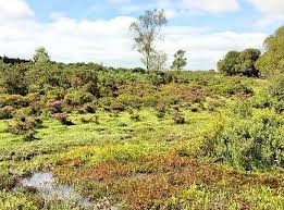 Image result for New Forest/Waterside