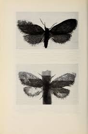 Attēlu rezultāti vaicājumam “Proutia betulina”