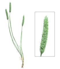 Attēlu rezultāti vaicājumam “Phleum phleoides fruit”