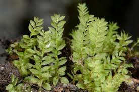 Attēlu rezultāti vaicājumam “Mnium stellare”