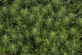 Attēlu rezultāti vaicājumam “Polytrichastrum pallidisetum”