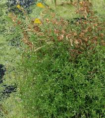 Attēlu rezultāti vaicājumam “Galium trifidum”