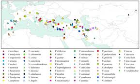 Image result for pfanzelt tehron