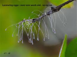 Attēlu rezultāti vaicājumam “Chrysopidae eggs”