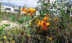 Image result for Colutea x media (arborescens x orientalis)