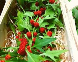Attēlu rezultāti vaicājumam “Chenopodium foliosum fruit”