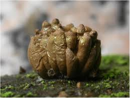 Attēlu rezultāti vaicājumam “myxomicetes”