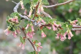 Attēlu rezultāti vaicājumam “Ribes nigrum flower”