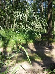 Attēlu rezultāti vaicājumam “Bromopsis benekenii”