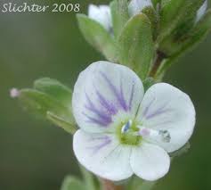 Attēlu rezultāti vaicājumam “Veronica serpyllifolia leaf”