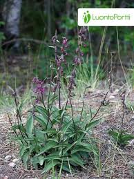 Attēlu rezultāti vaicājumam “Epipactis atrorubens flower”