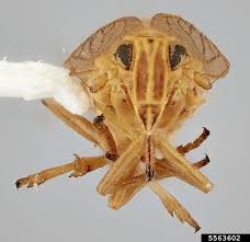 Attēlu rezultāti vaicājumam “Javesella pellucida”