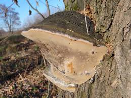 Attēlu rezultāti vaicājumam “Phellinus igniarius”
