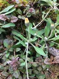 Attēlu rezultāti vaicājumam “Pilosella officinarum leaf”