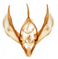 Attēlu rezultāti vaicājumam “Catarhoe rubidata”