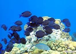 Image result for vissen