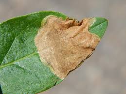 Attēlu rezultāti vaicājumam “Gracillaria syringella larva”