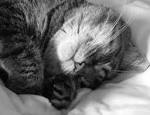 File Sleeping cat in black and whitejpg   Wikipedia the free