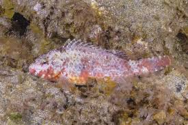 Image result for Sparisoma cretense
