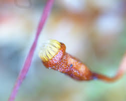 Attēlu rezultāti vaicājumam “Pseudotaxiphyllum elegans”