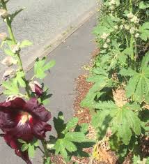 Attēlu rezultāti vaicājumam “Alcea rosea leaf”