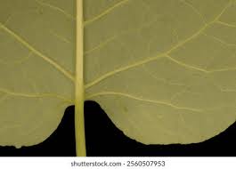 Attēlu rezultāti vaicājumam “Reynoutria sachalinensis leaf”