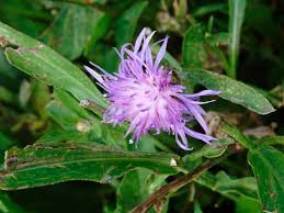 Attēlu rezultāti vaicājumam “Centaurea phrygia bud”