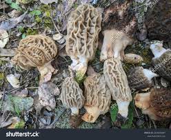 Attēlu rezultāti vaicājumam “Morchella sp.”