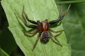 Attēlu rezultāti vaicājumam “Xysticus bifasciatus female”