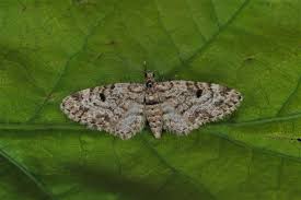 Attēlu rezultāti vaicājumam “Eupithecia tantillaria”