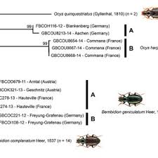 Attēlu rezultāti vaicājumam “Bembidion litorale”