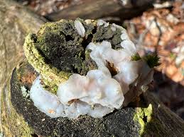 Attēlu rezultāti vaicājumam “Exidia thuretiana”