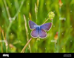 Attēlu rezultāti vaicājumam “Cyaniris semiargus male”