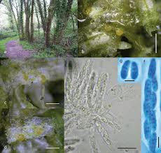 Attēlu rezultāti vaicājumam “Metzgeria furcata”