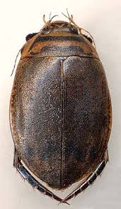 Attēlu rezultāti vaicājumam “Acilius sulcatus male”