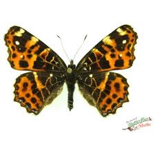 Attēlu rezultāti vaicājumam “Araschnia levana”