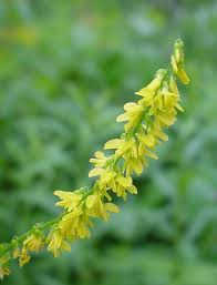 Attēlu rezultāti vaicājumam “Melilotus”