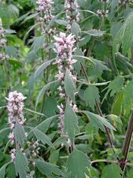 Attēlu rezultāti vaicājumam “Leonurus cardiaca flower”