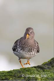 Attēlu rezultāti vaicājumam “Calidris maritima adult”