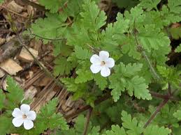 Attēlu rezultāti vaicājumam “Geranium robertianum flower”