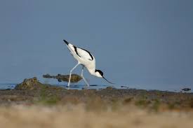 Attēlu rezultāti vaicājumam “Recurvirostra avosetta”