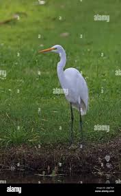 Attēlu rezultāti vaicājumam “Egretta alba adult”