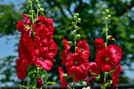 Image result for Alcea (althaea) rosea