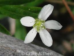 Attēlu rezultāti vaicājumam “Moehringia lateriflora flower”